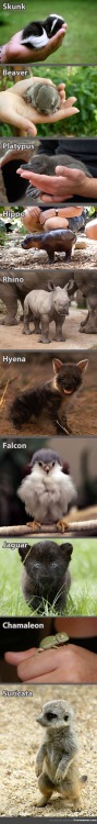 postmemes - Animals Look So Much Better When They’re Babies