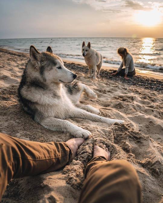 Meet Loki the Wolfdog and his friends.