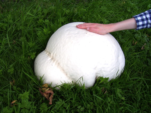 effington:pretzeljesus:Giant Puffball Fungus (Calvatia gigantea) The loving way this person is 