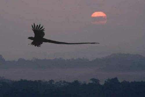 alexdroid69: Quetzal en pleno vuelo kukulkanesco hacia la selva Chiapaneca. Foto de David El Pacha.