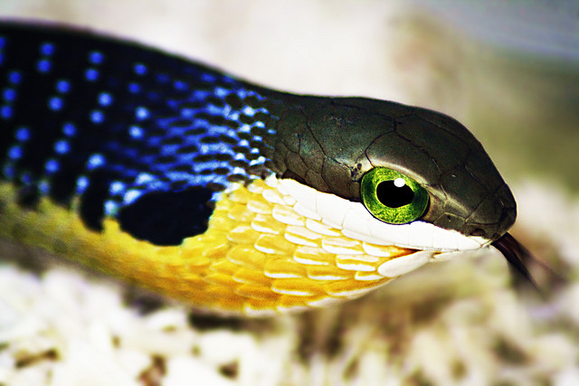 “ Boomslang - Dispholidus typus (Tree Snake) by Dave Atkinson
Via Flickr:
Ok so finally, after some time trying to find out what this little actually is, I contacted the snake park where I took this shot. He is in fact a Juvenile Boomslang. I took...