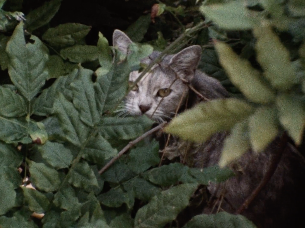 cinematicmasterpiece:grey gardens (1975) adult photos