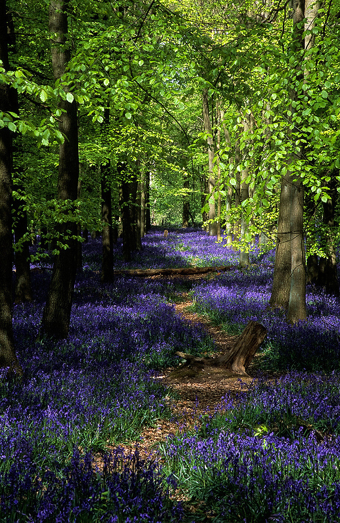 forests-of-fogwood:  i-will-call-you-sir: “In summer, the song sings itself.” 
