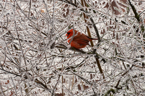 awkwardsituationist:photos of cardinals after an ice storm by mike seger, rich mayer, eric lawton, g