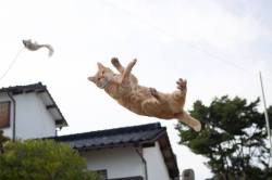 catsbeaversandducks: *record scratch*      *freeze frame* “Yup, that’s me. You’re probably wondering how I got into this situation.” Photos by sakata_77 