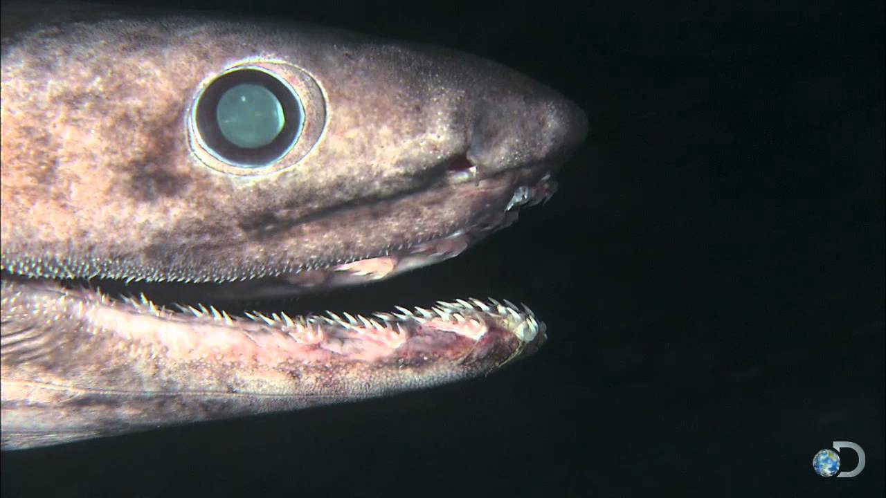 end0skeletal:  The frilled shark (Chlamydoselachus anguineus) is one of two living