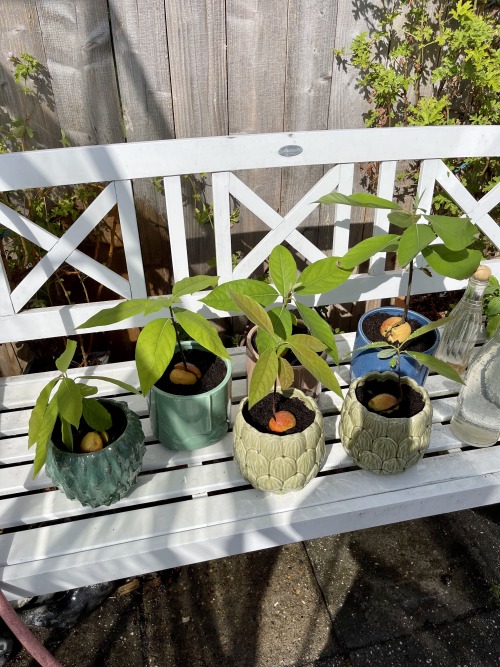 27/5.2022 - potted the avocado grove today