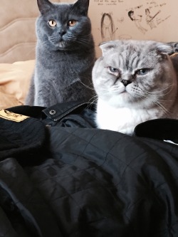 awwww-cute:  my two cats should form a band