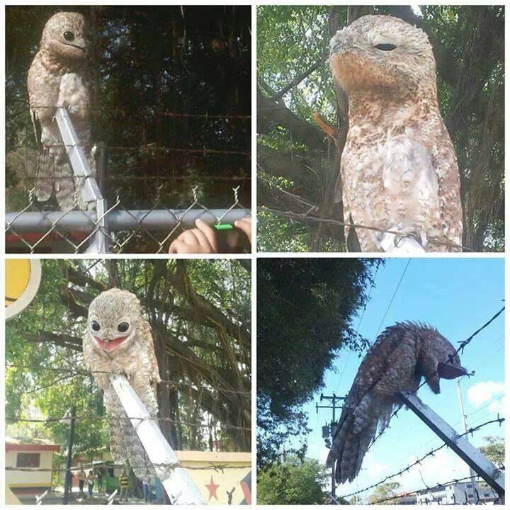 nataliesama:
“ bagmilk:
“ karkatstuck:
“ tangarang:
“ fullmetalbukkake:
“ lafix:
“ A very bizarre bird was photographed in Venezuela recently. Meet the Potoo, which is rarely seen in daylight. - Imgur
NOPE
”
what the fuck is that
”
that looks like a...