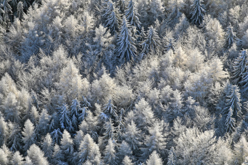 greaterland:  Forests 
