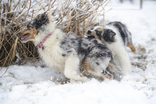 novathesheltie:this is what we did today