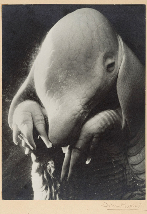 mujeresartistas:  Dora Maar - Père Ubu (1936)   Her incarnation of the bestial nature