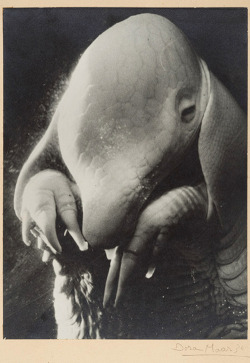 mujeresartistas:  Dora Maar - Père Ubu (1936)   Her incarnation of the bestial nature of man is titled after the infamous and absurd dictatorial antihero of Alfred Jarry’s play Ubu Roi (1896). Maar’s imaginative evocation of the pear-shaped, breast-plated