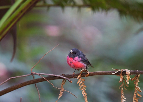 fairy-wren:Pink Robin. Photo by Callocephalon Photography