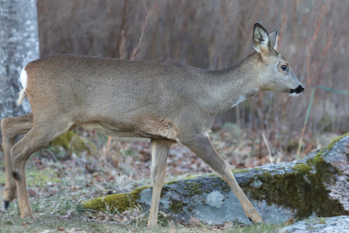 Roe deer/rådjur.