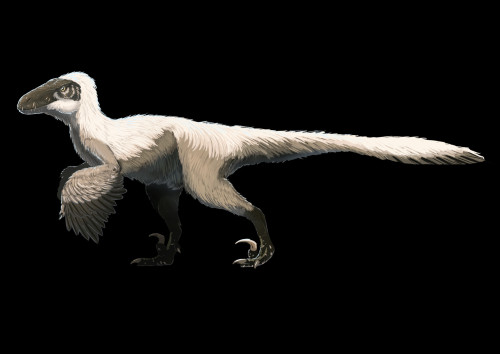 thek560: thek560:A few dinosaurs. Baryonyx, Psittacosaurus, Deinonychus, Concavenator, Triceratops, 