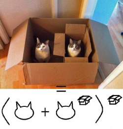 Cat maths o3o