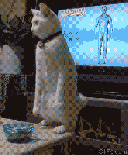 That day I forgot how to cat