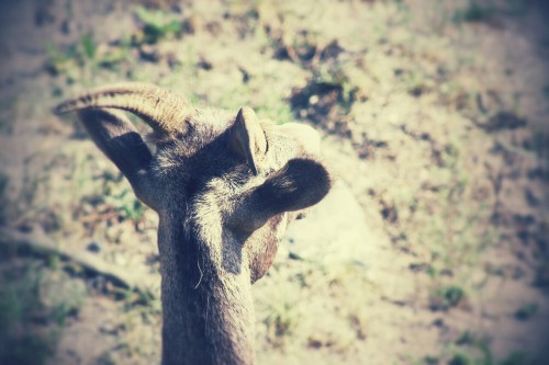 Mountain Goat in Alberta, Canada (August 2014)