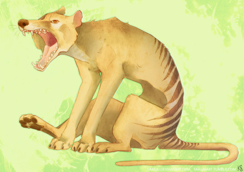 A thylacine, requested by multiple people.