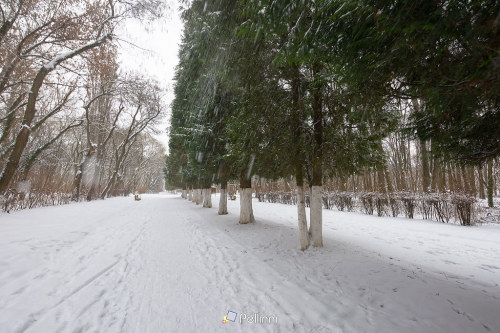 city park on a cloudy winter day. row of coniferous trees along the pathway - city park on a cloudy winter day. row of coniferous trees along the pathway #park#winter#nature#tree#snow#background#cold#landscape#outdoor#snowy#frost#white#christm