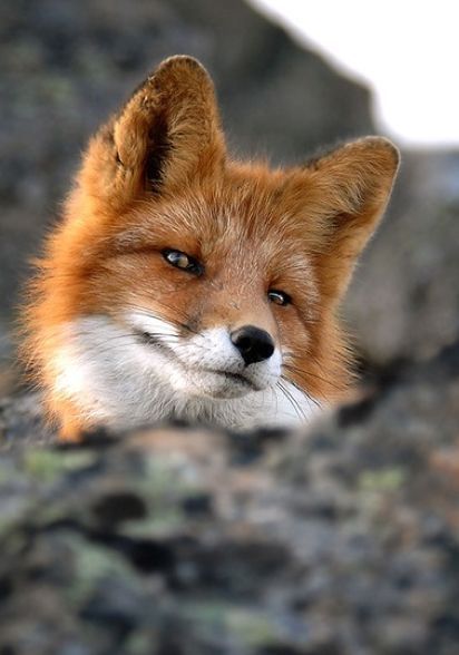 yukkiyu01: kit-foxx:  Foxes and their many facial expressions  This.  Yaaaassss &lt;3