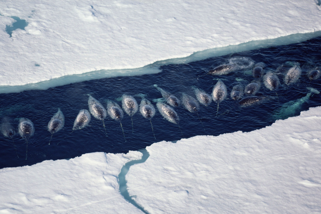 nubbsgalore:photos by paul nicklen for national geogrphic, who explains: “i