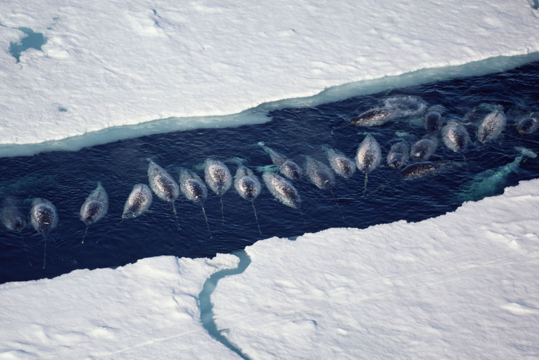 nubbsgalore:  photos by paul nicklen, who explains, “i have been traveling to