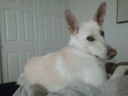 I don&rsquo;t shed often, but when I do, I make sure to cover your dark sheets in white fur.