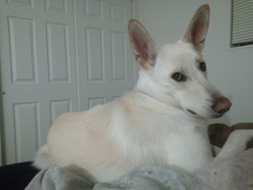 I don’t shed often, but when I do, I make sure to cover your dark sheets in white fur.