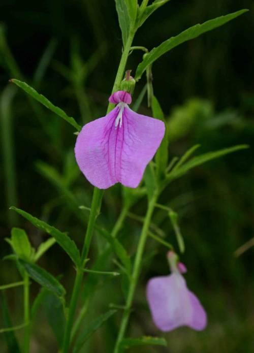 Flora Of Somalia: Hybanthus Enneaspermus