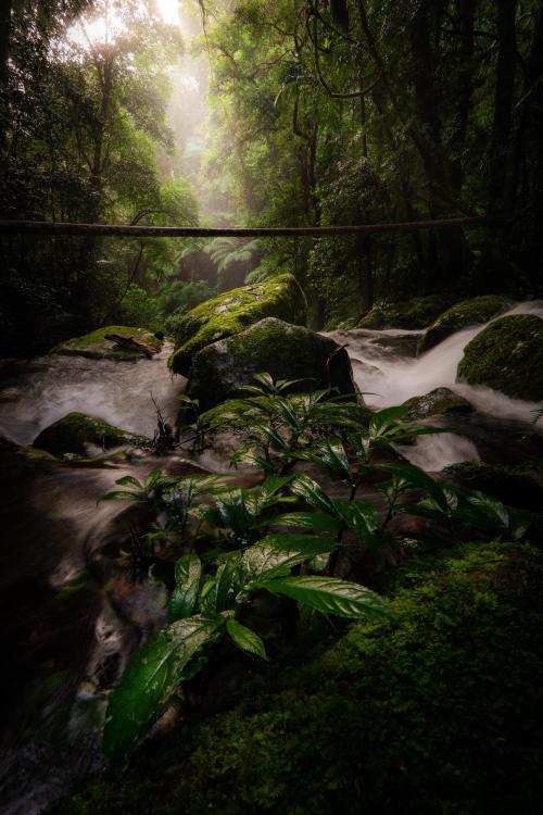 oneshotolive: Tooloona Creek in the afternoon light, Queensland Australia OC 2667x4000 : mrsqueevoot