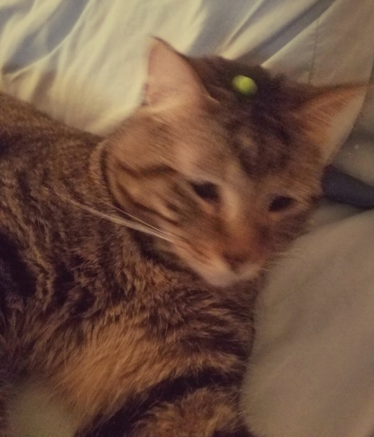 instoresnearyou: laserlily:   instoresnearyou:     haha beanhead   