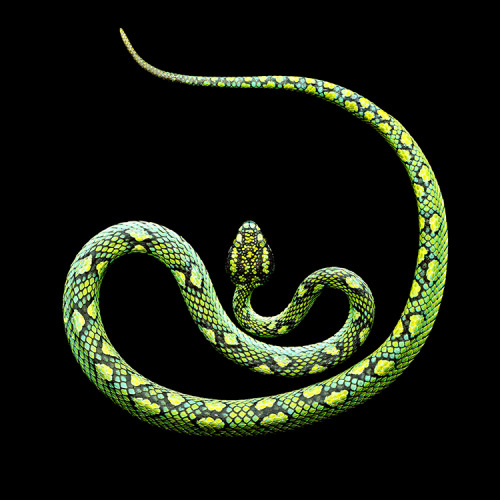 blancasexyuniverse:kiwialldaylong:‘Serpentine’ by Mark Laita, Amazing Photographs Of Snakes With Gor