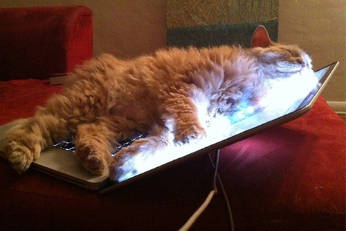 th3cat101:  12 Truths All Cat Owners Have Come To Accept http://th3pictures.com/r/2wPIx  Awww so true.