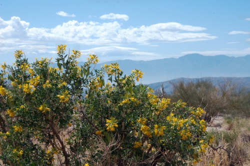 Joshua Tree National Park, during a short visit in February 2020. The winter of 2019-20 was relative