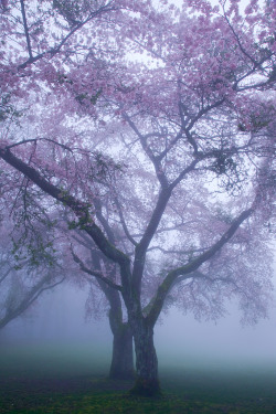 tulipnight:  Sakura in a Mist by Shohei Katsuki 