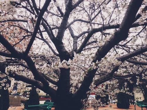 umq:  A beautiful blossom tree for you. 