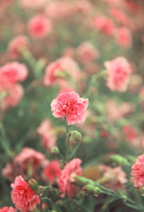 Porn photo Pink flowers en We Heart It. http://weheartit.com/entry/79986241/via/ngkthea