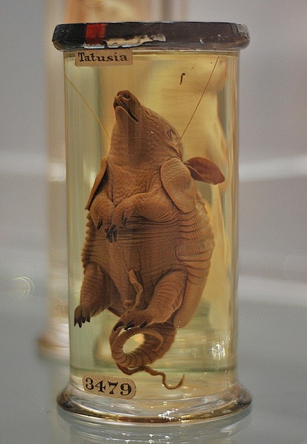 Armadillo fetus, Hunterian Museum: The collection of anatomical specimens of pioneering