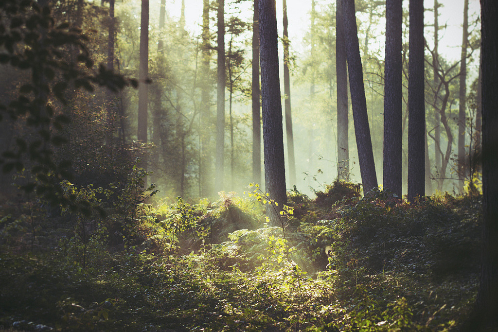 englishsnow:  by mathijsd 
