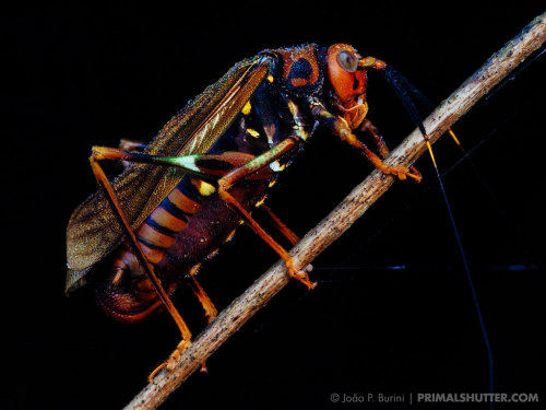 onenicebugperday: Wasp-mimic katydid, Scaphura nigra, Phaneropterinae (Leaf Katydids)Found in South 