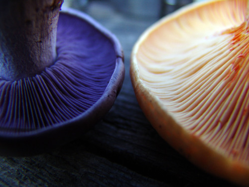 farthestmountain:Mushroom colours