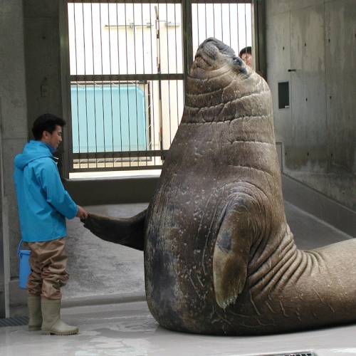  Minazo, un famoso elefante marino que vive en el acuario Enoshima de Japón.