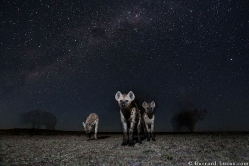 mymodernmet:Ingenious Camera Traps Capture Striking Photos of African Animals at Night