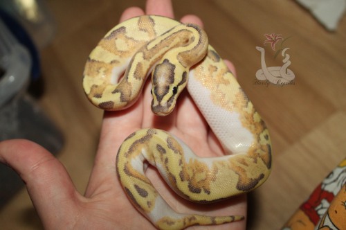 i-m-snek:This little lady ate as well, and is looking good~