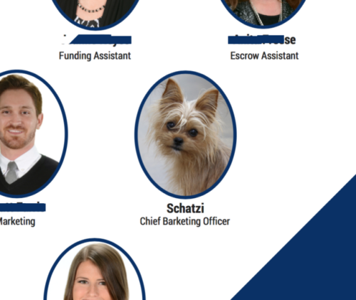 positive-memes: doggos-with-jobs: Schatzi, Chief Barketing Officer Schatzi the CBO Schatzi means &ls