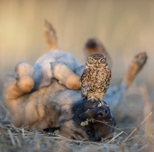 therablat:ravenhairedbeauty0114:animals-lovers:(Source)Puppy LoveOdd Couple.