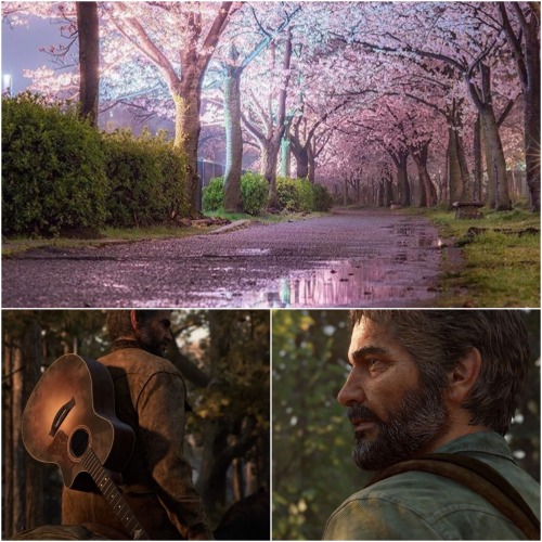 Under The Cherry Blossom Trees
