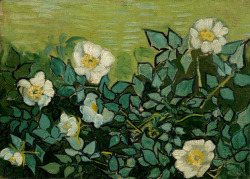 dappledwithshadow:  Vincent van GoghWild RosesSaint-Rémy-de-Provence, May-June 1889 oil on canvas, 24.5 cm x 33.5 cm Van Gogh Museum, Amsterdam (Vincent van Gogh Foundation) 